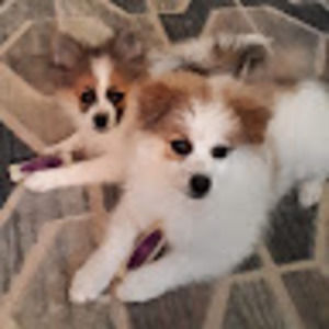 Meet your Posher, Dennis